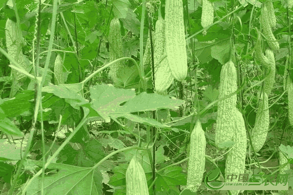 苦藠什么时候种(什么时候种植苦瓜比较合适)